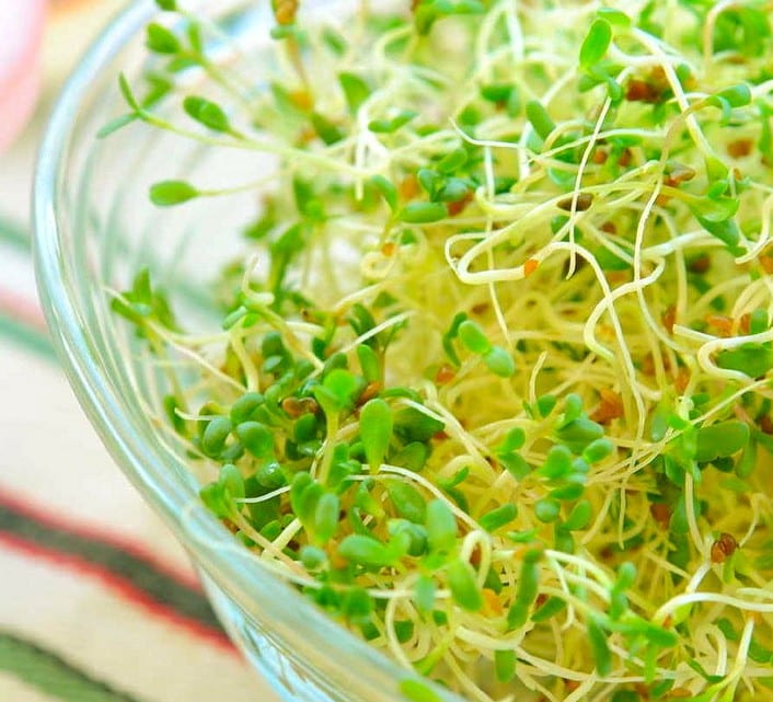 Evergreen Fresh Sprouts Back in the News This Time for E. Coli O121