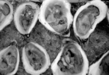 The US Food and Drug Administration (FDA) has confirmed that raw oysters harvested in Canada are potentially contaminated and may be the source of a norovirus outbreak in many US states