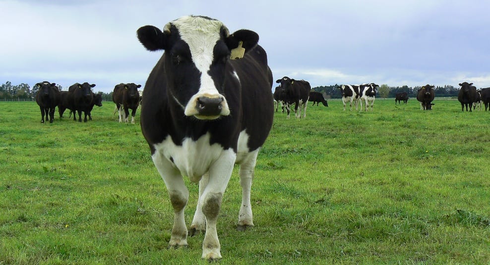 Update on Washington State E. Coli Outbreak Linked to Raw Milk Food Poisoning News