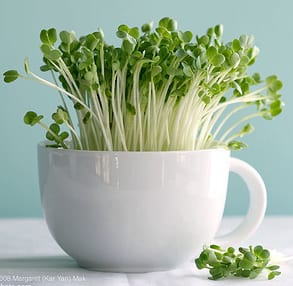 Brotes de trébol retirados debido a preocupaciones de E. coli O103. Brotes de trébol retirados debido a preocupaciones de E. coli O103.