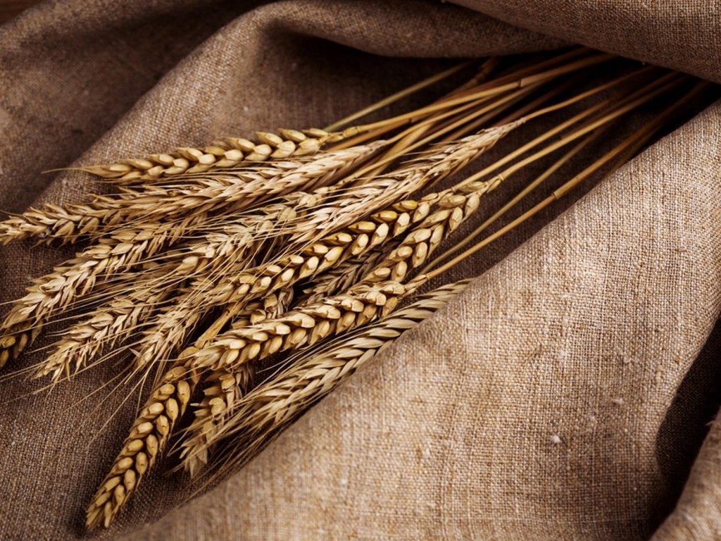 Outbreak Grows 42 E. Coli Cases Linked to General Mills Flour