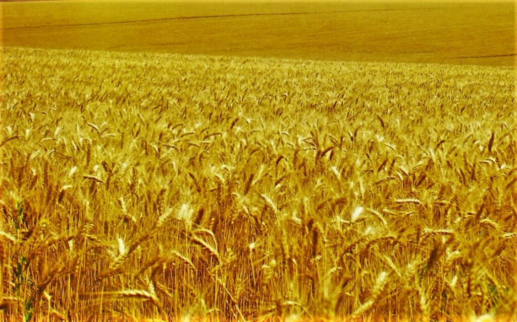 Ardent Mills Flour E. Coli Outbreak: 30 Victims Believed Linked to Consumption of the Flour Containing E. coli O121 Ardent Mills Flour E. Coli Outbreak: 30 Victims Believed Linked to Consumption of the Flour Containing E. coli O121