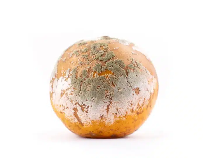 https://www.foodpoisoningnews.com/wp-content/uploads/2019/06/Rotten-And-Moldy-Orange-On-White-Background.jpg.webp