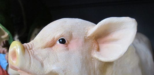 Pig Ear Dog Treats Salmonella Lawsuit