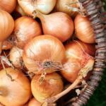 Onion Salmonella lawsuit filed