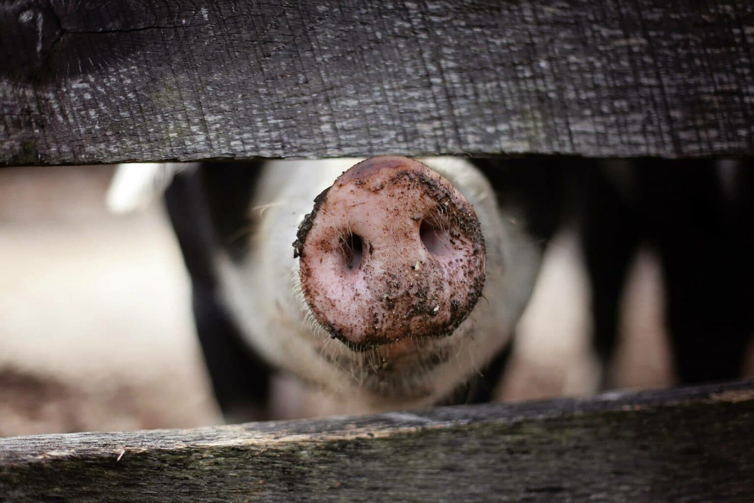 Growing trend of Salmonella in Pork in China