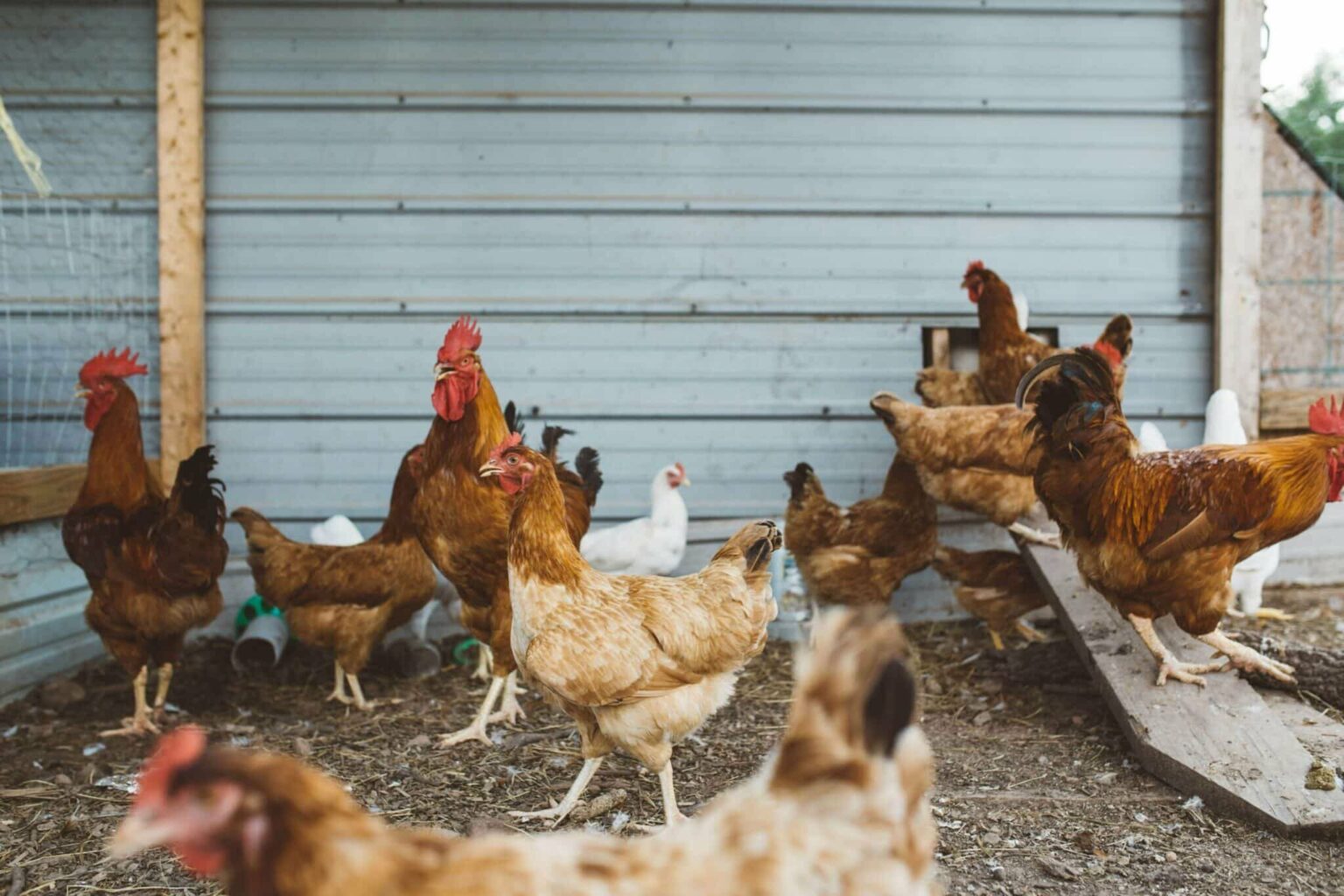 Salmonella Outbreaks Linked to Backyard Poultry Salmonella Outbreaks Linked to Backyard Poultry