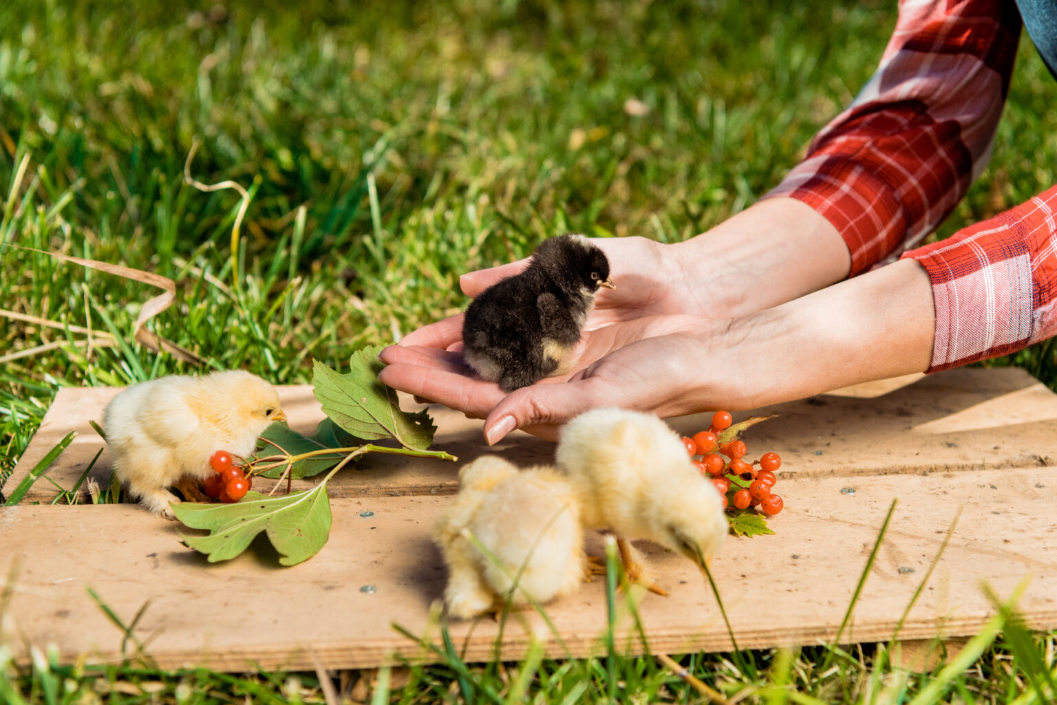 WARNING: Potentially deadly salmonella could be found in your backyard chicks. 