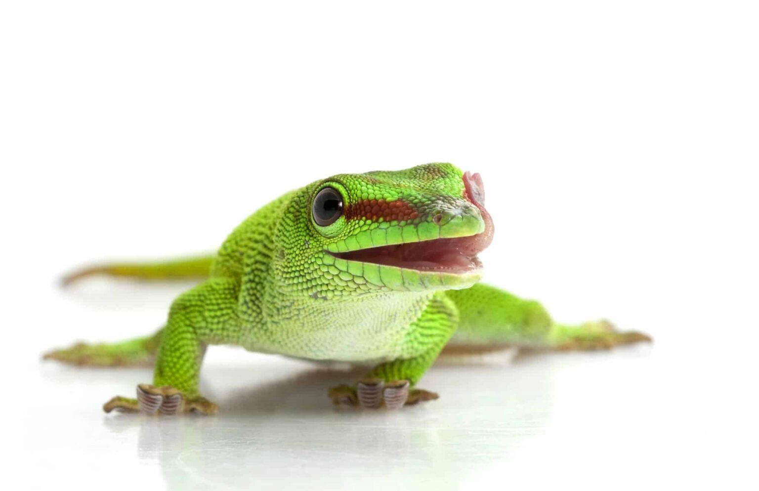 Salmonella Outbreaks Linked to Pet Bearded Dragons Salmonella Outbreaks Linked to Pet Bearded Dragons