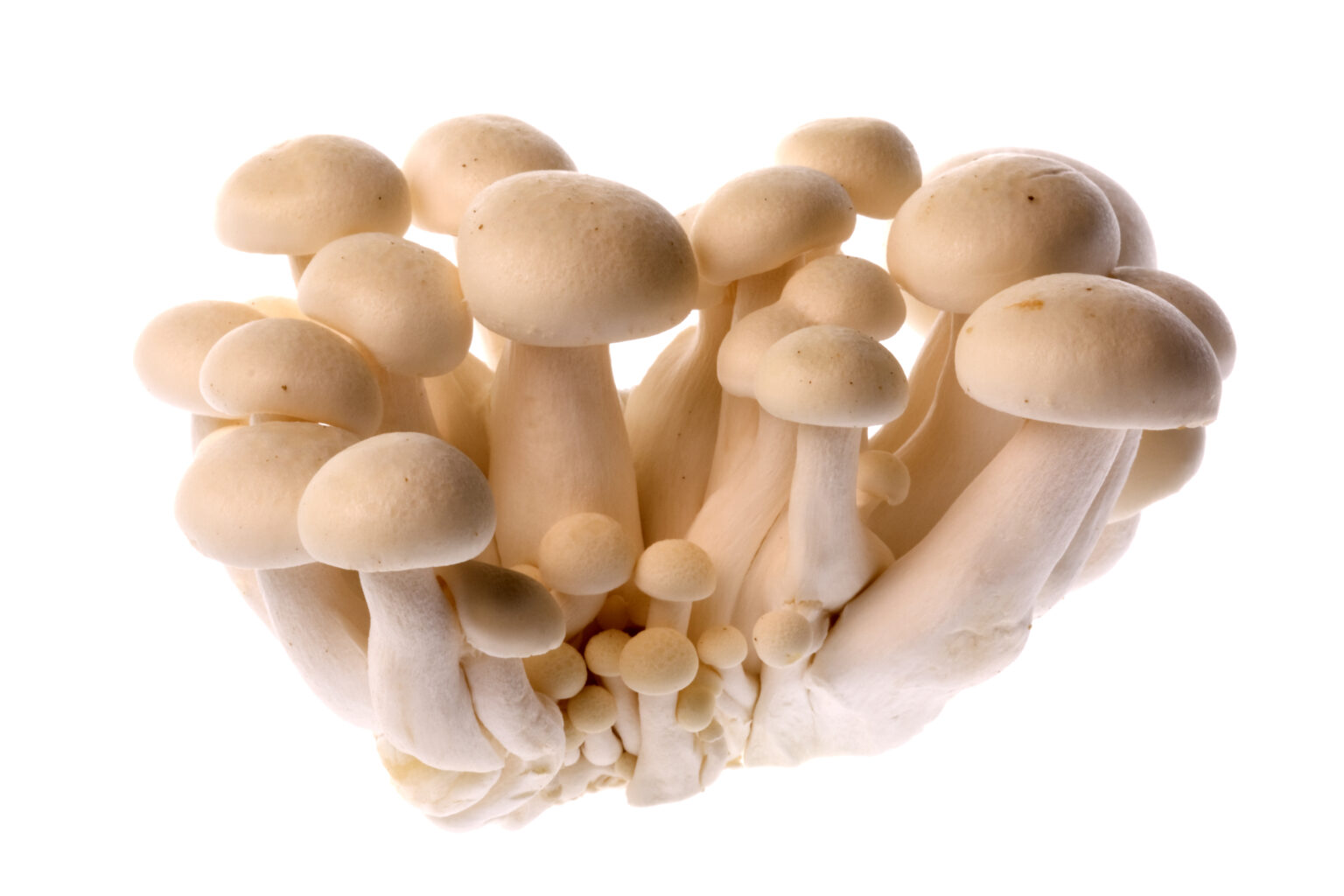 Enoki Mushrooms Recall Expanded Due to Listeria Concerns Food Poisoning News