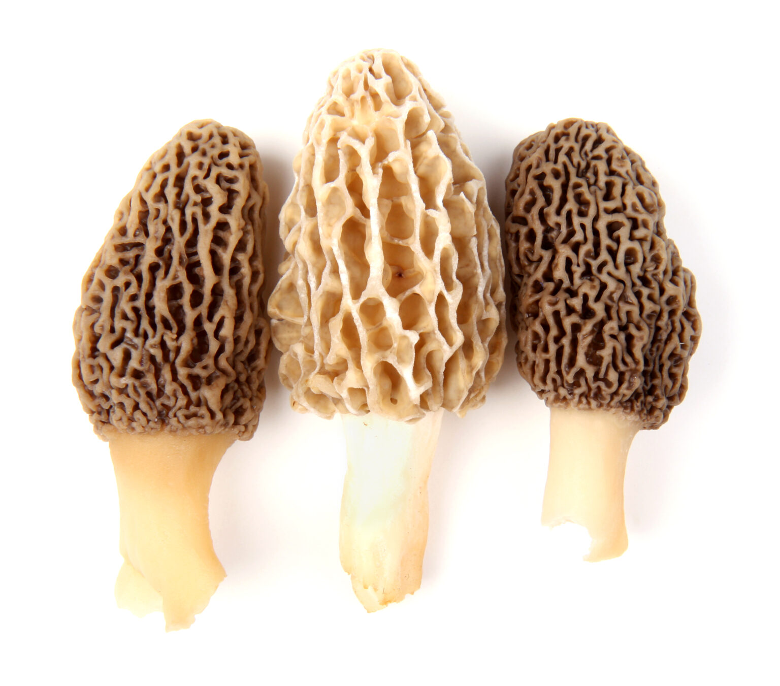 Investigation into Deadly Morel Mushrooms in Montana Ongoing