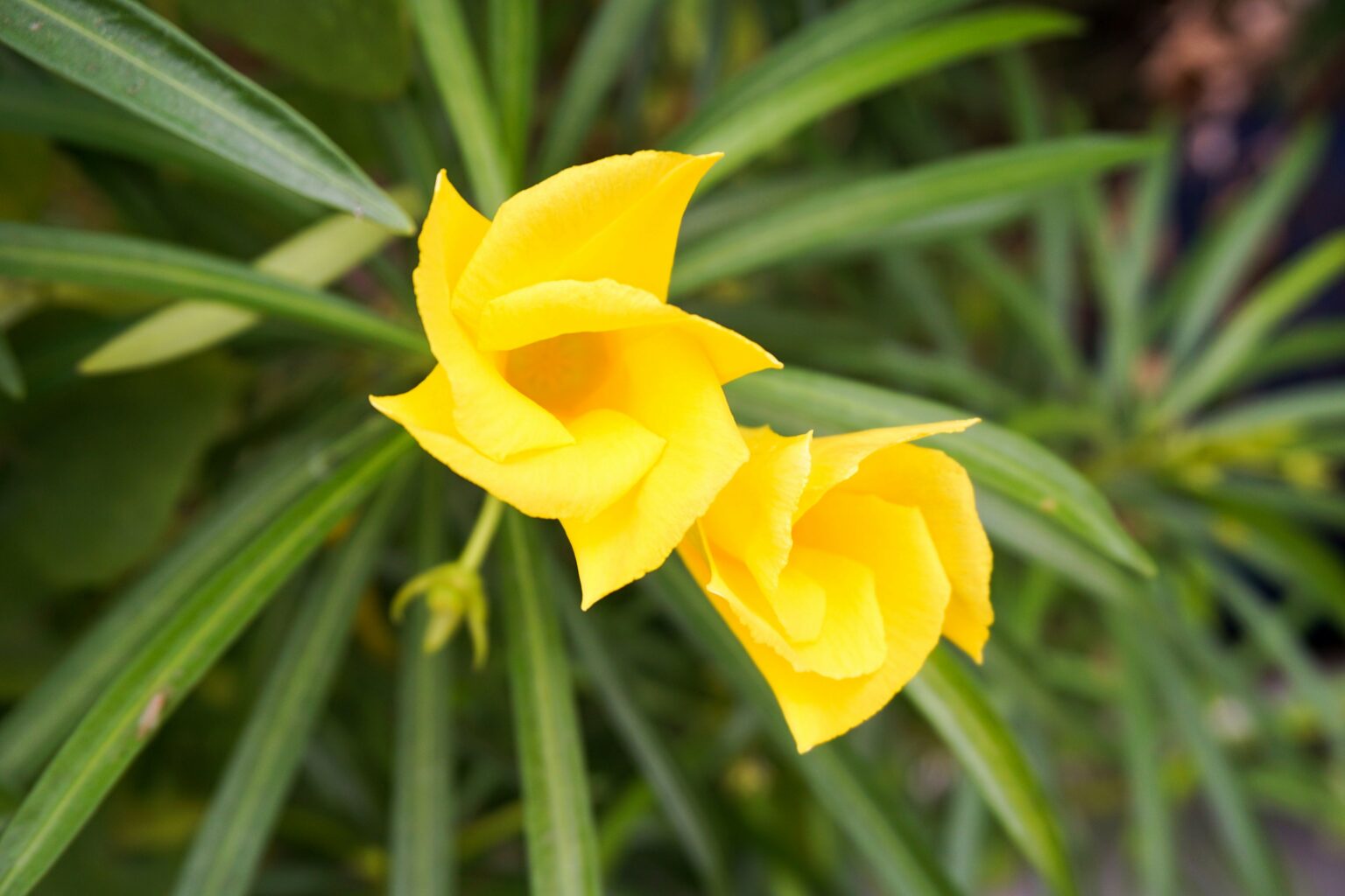 Todorganic Recalls Nuez De La India Seeds Due To Deadly Mixup