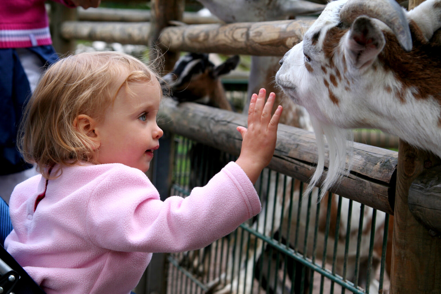 Appalachian Fairgrounds at Center of Tennessee E. coli Outbreak: “These are Preventable . . .”