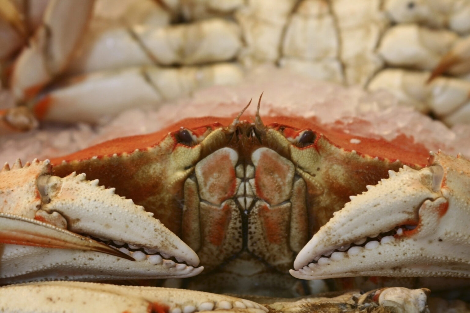 Irvington Seafood Recalls Crabmeat Product Due to Listeria Food