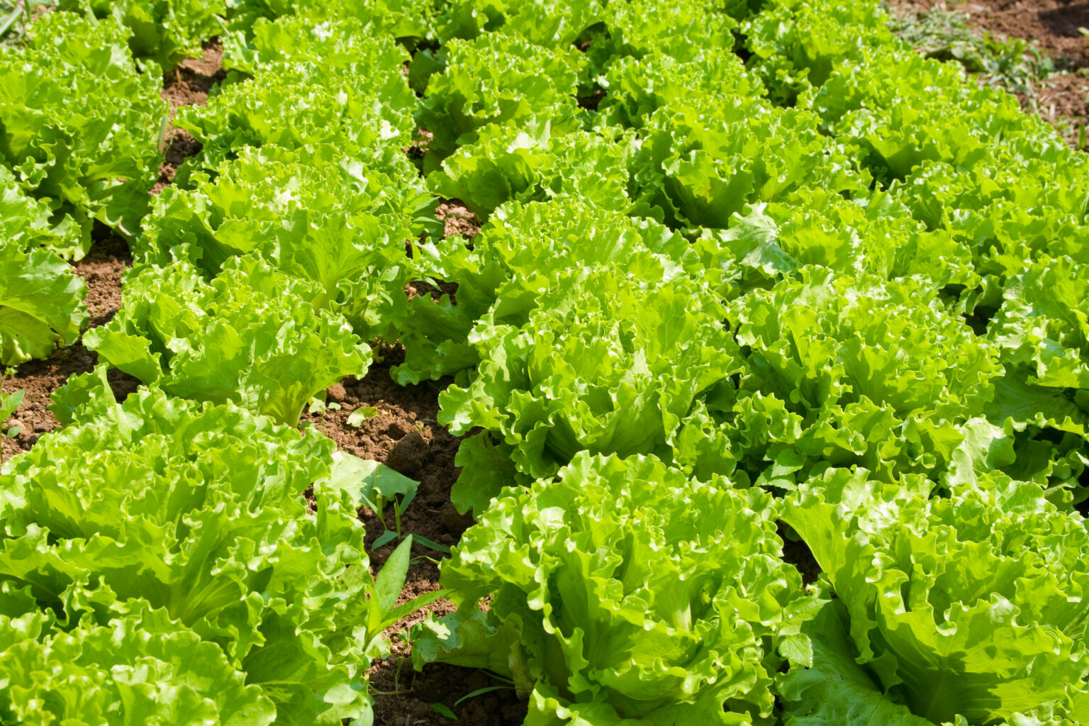 A Large E. Coli Outbreak in the United Kingdon has been Attributed to Contaminated Lettuce