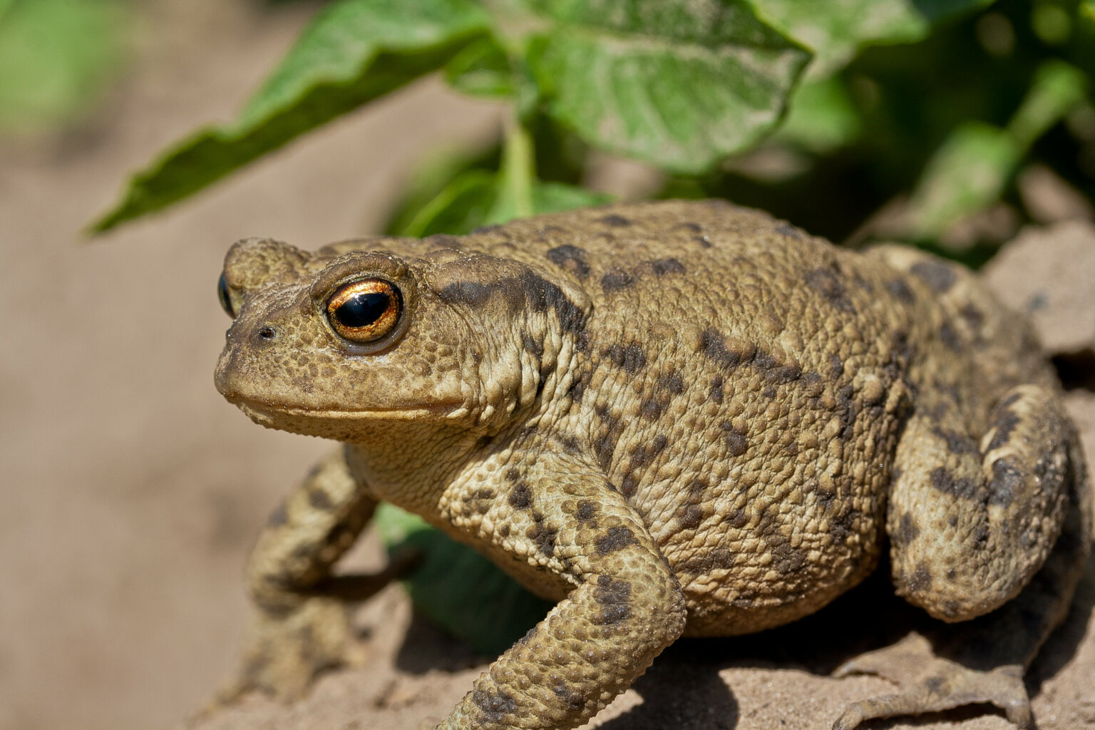 Toxic Toads and Crocodile Conservation: A Food Poisoning Success Story