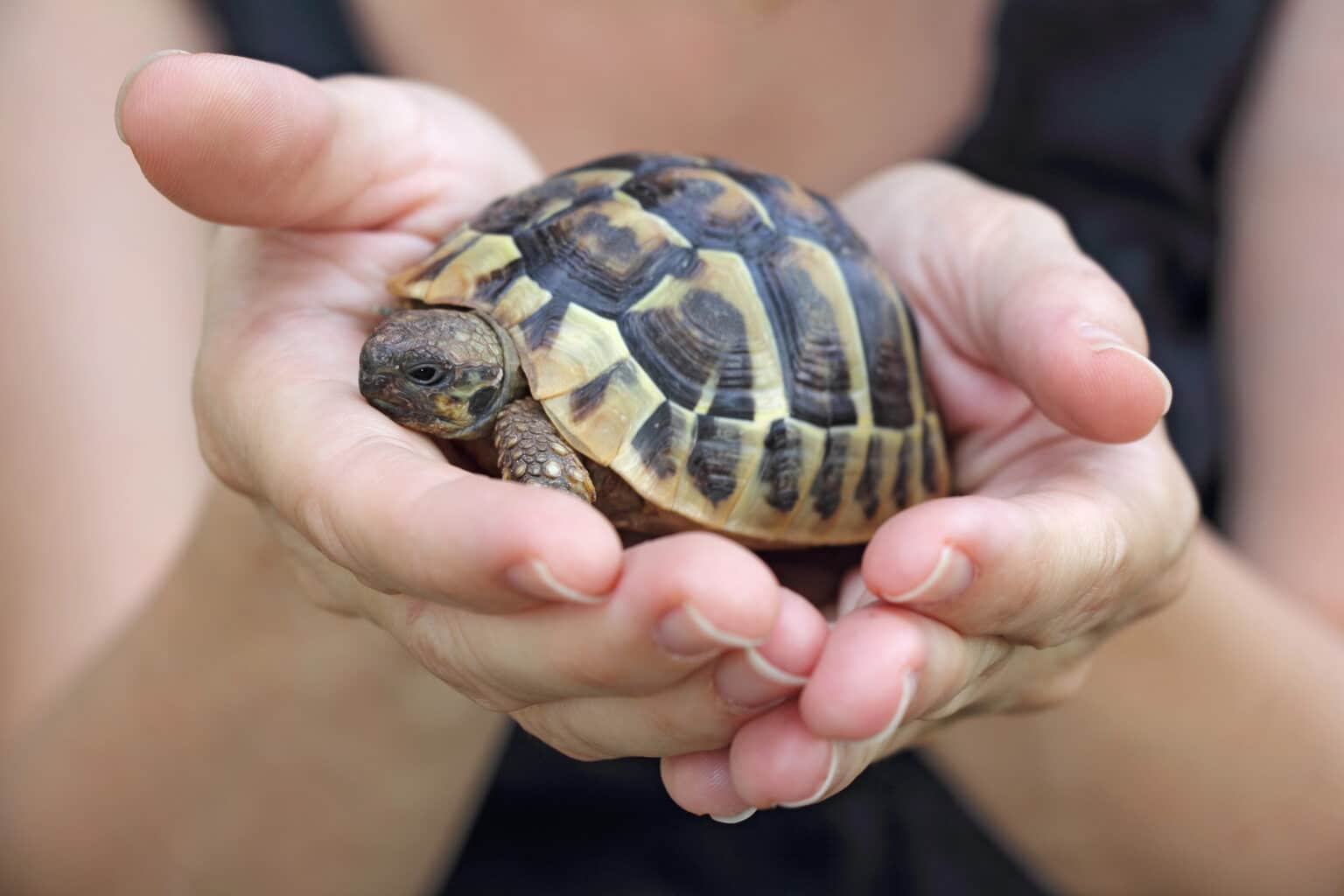 CDC Investigating Small Pet Turtles Linked to Salmonella Outbreak in 21 States