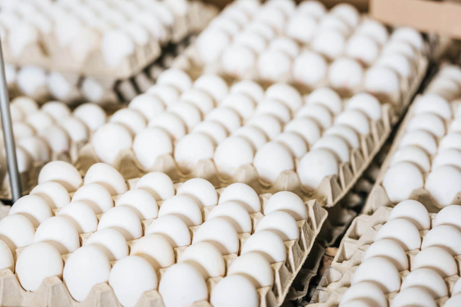 Second Large Outbreak of Salmonella Connected to Contaminated Eggs This Year