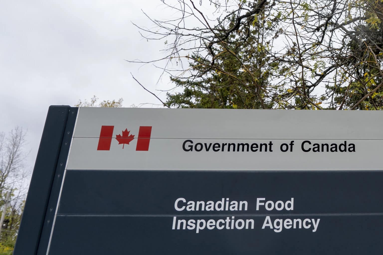 Palm Bites Brand Date Squares Recalled in Canada Due to Salmonella Contamination