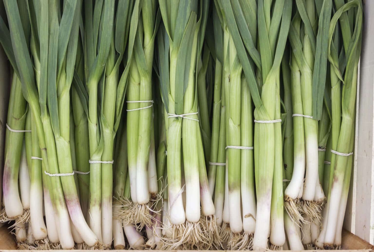 Church Brothers Farms Recalls Green Onions Due to Potential Salmonella Contamination