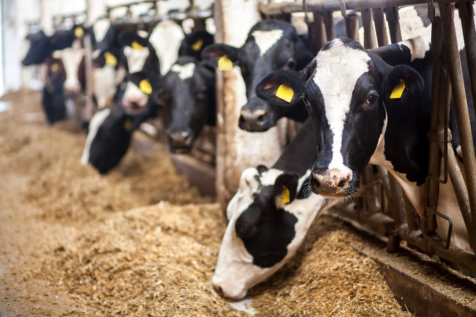 New Research Sheds Light on Spread of H5N1 Flu in Dairy Cattle