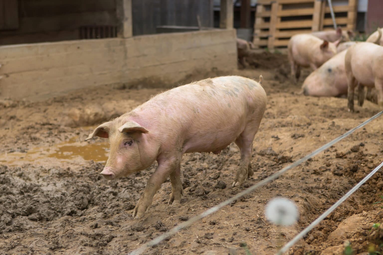 New Research May Help Stop E. coli Growth in Swine Herds