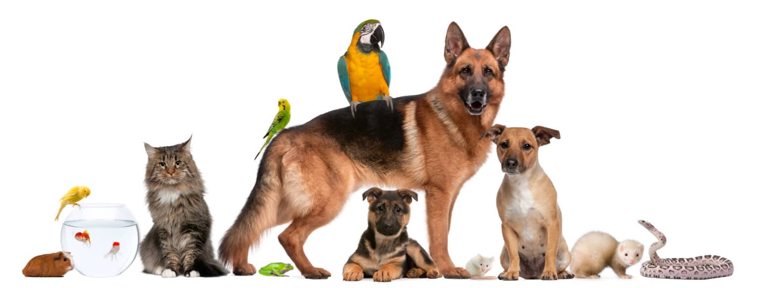 Raw Pet Food Recalled Over Potential Bird Flu Contamination