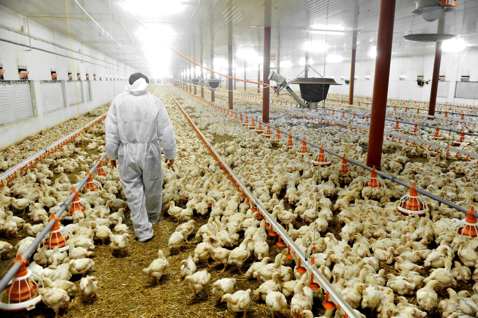 New Research Exposes Widespread Salmonella Contamination in Commercial Poultry Production