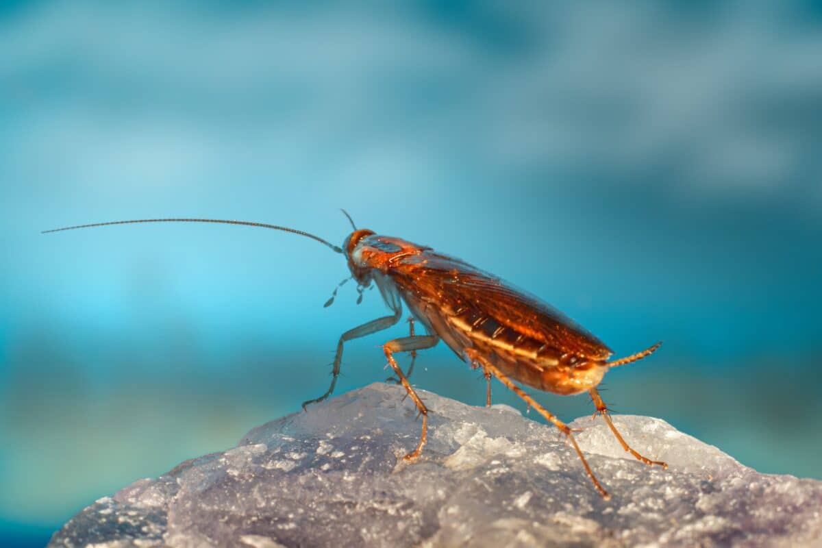 Poisioning Insect How Pests Spread Foodborne Pathogens and What Can Be Done to Prevent ...
