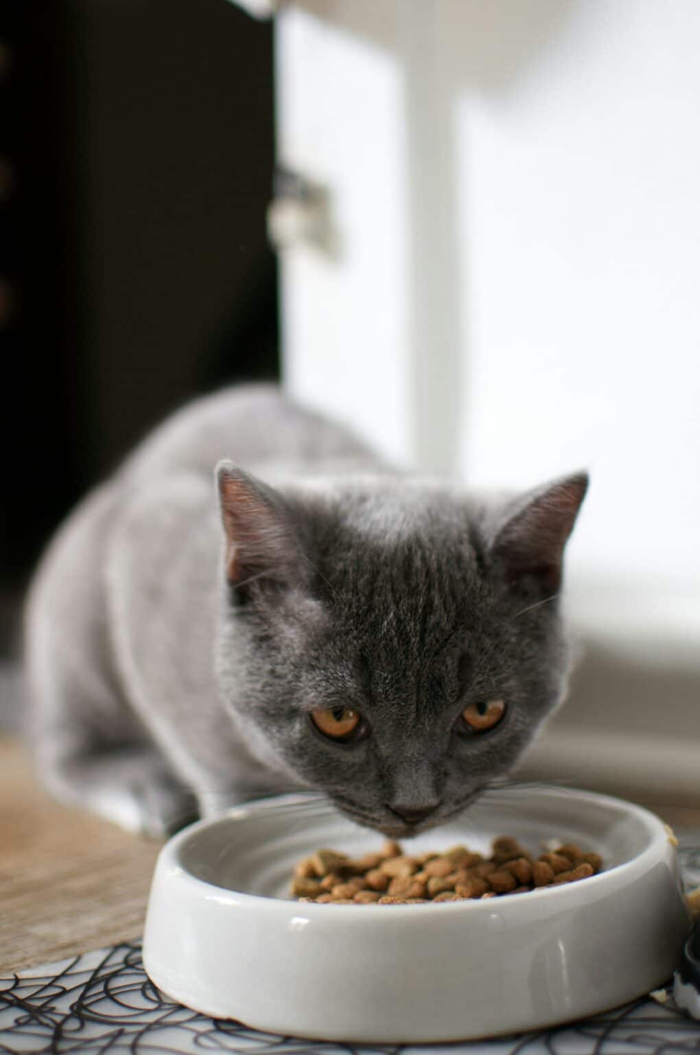 Food Poisoning from Pet Food – The Hidden Risk for Humans