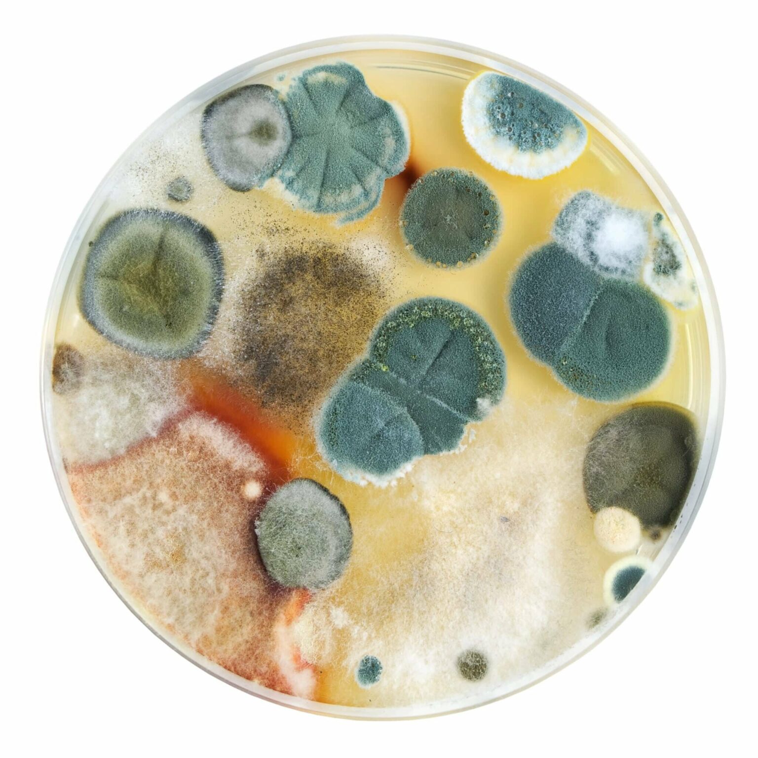 Beyond Salmonella: The Emergence of Rare but Deadly Foodborne Fungi Beyond Salmonella: The Emergence of Rare but Deadly Foodborne Fungi