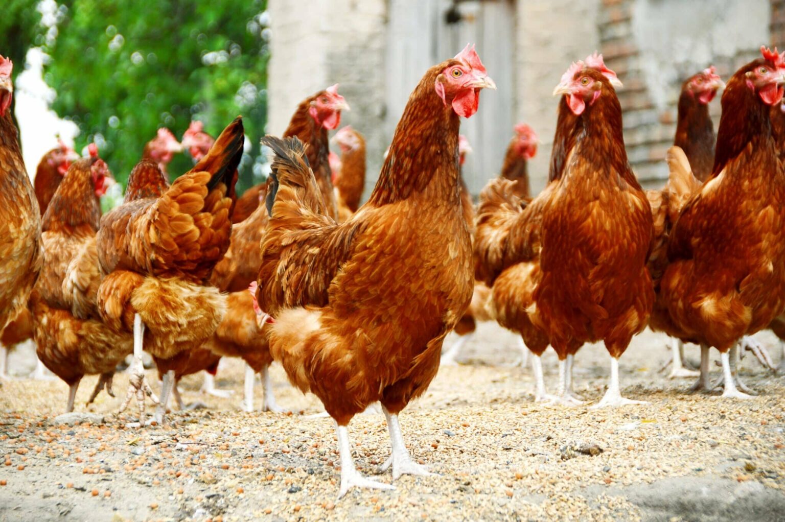 USDA Withdraws Salmonella Framework for Poultry Following Industry Feedback USDA Withdraws Salmonella Framework for Poultry Following Industry Feedback