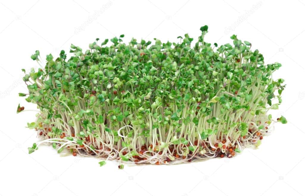 Why Sprouts Remain a Persistent Outbreak Source of Bacteria Like E. coli and Salmonella Why Sprouts Remain a Persistent Outbreak Source of Bacteria Like E. coli and Salmonella