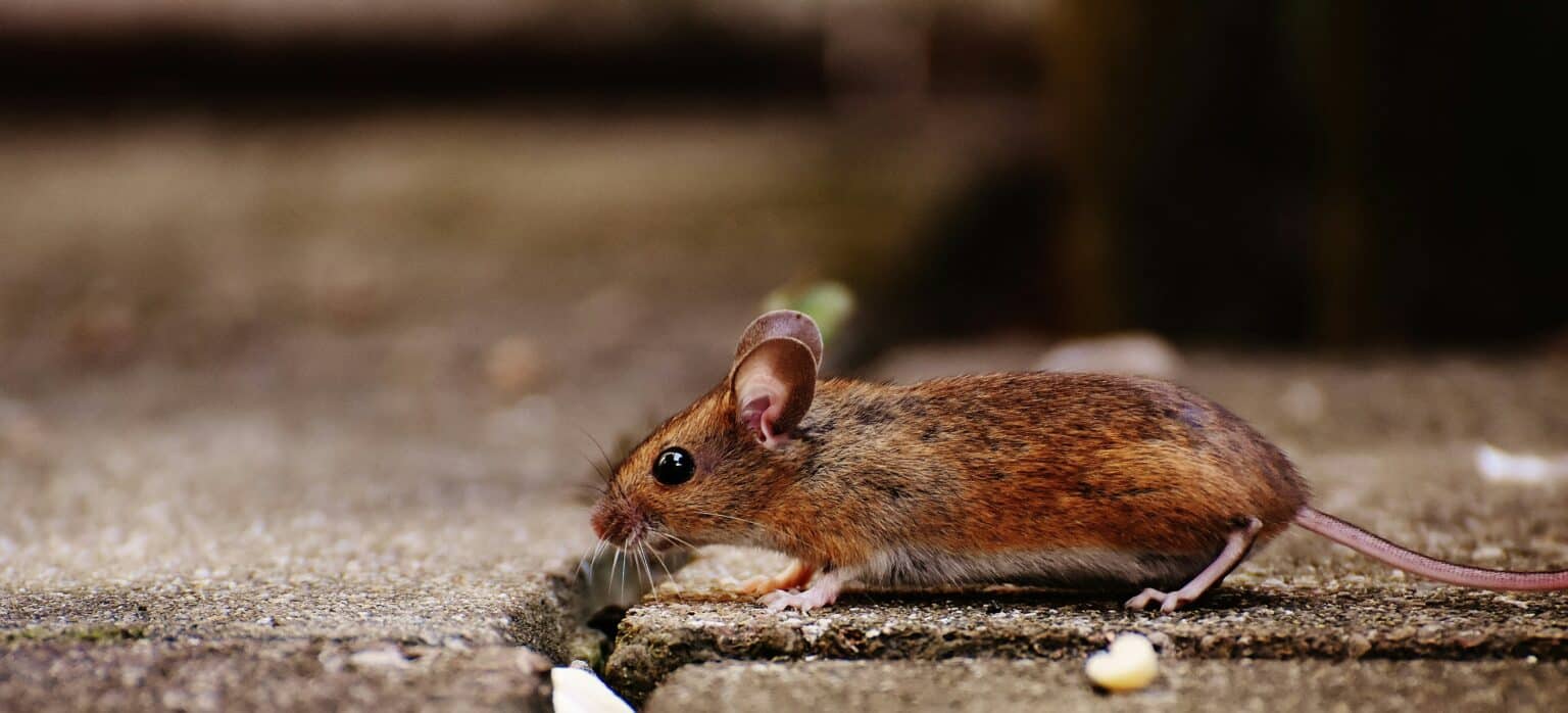 FDA Alert for Certain Food Products Due to Rodent Contamination