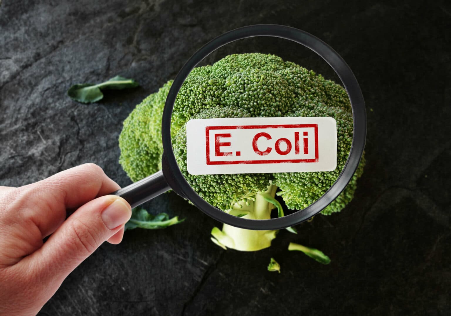 Health Alert Issued for Ground Beef Due to Possible E. coli E. Coli O103 Contamination Health Alert Issued for Ground Beef Due to Possible E. coli E. Coli O103 Contamination