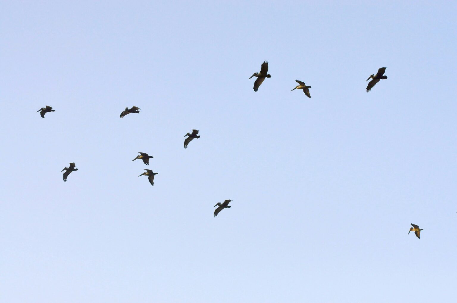 How Avian Migration Circulates Agricultural Pathogens Like Salmonella
