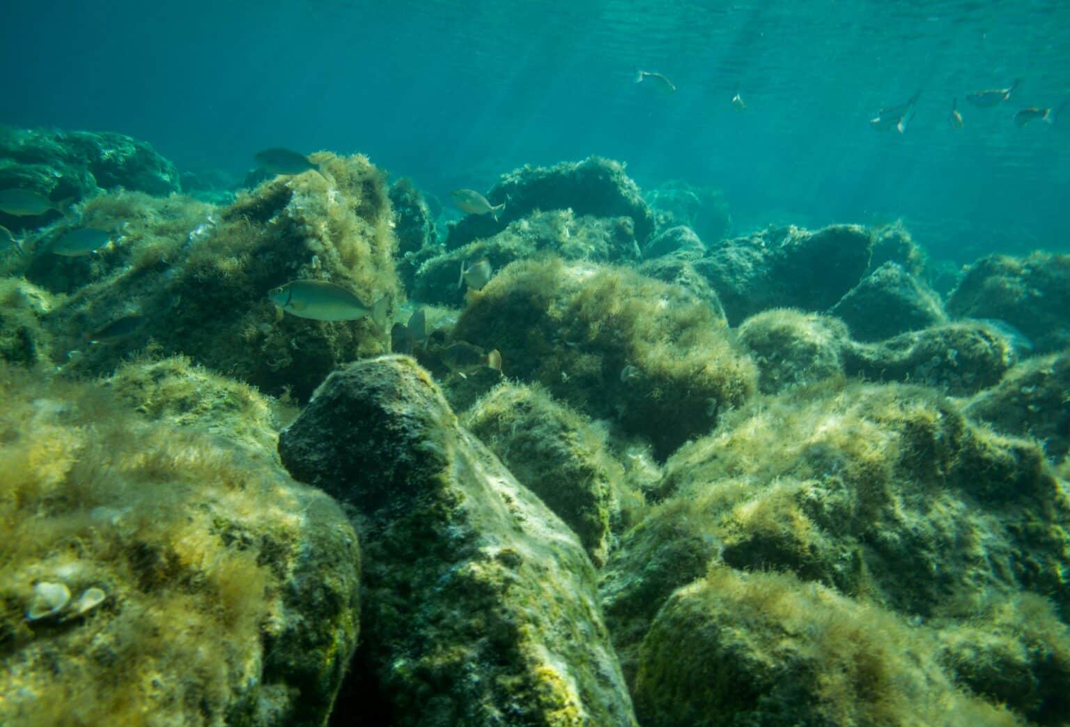 Algae-Based Food Packaging That Inhibits Bacterial Growth