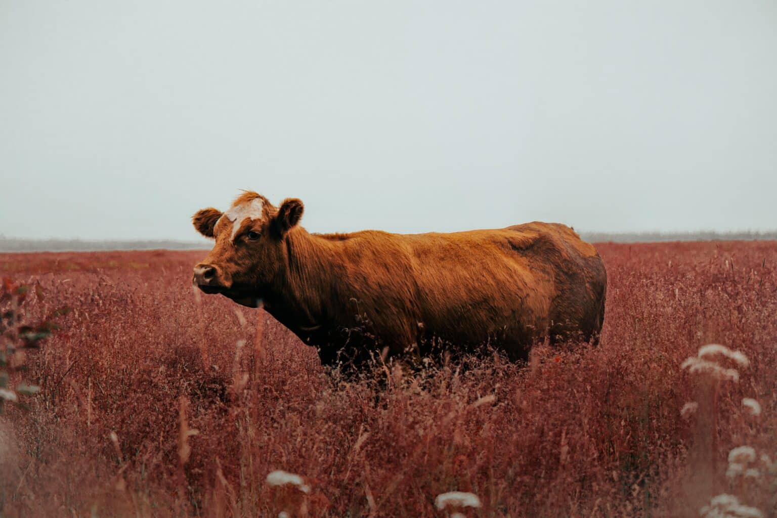 Ground Beef and E. coli: What You Need to Know Before Your Next Cookout Ground Beef and E. coli: What You Need to Know Before Your Next Cookout