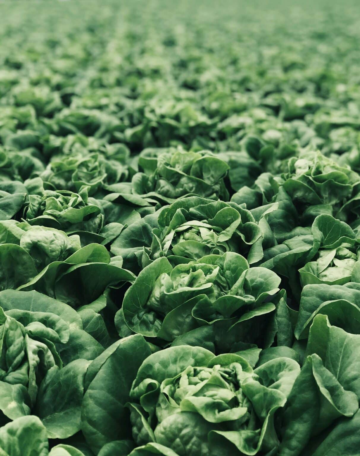 Why Pre-Washed Greens Keep Causing Outbreaks & What’s Being Done