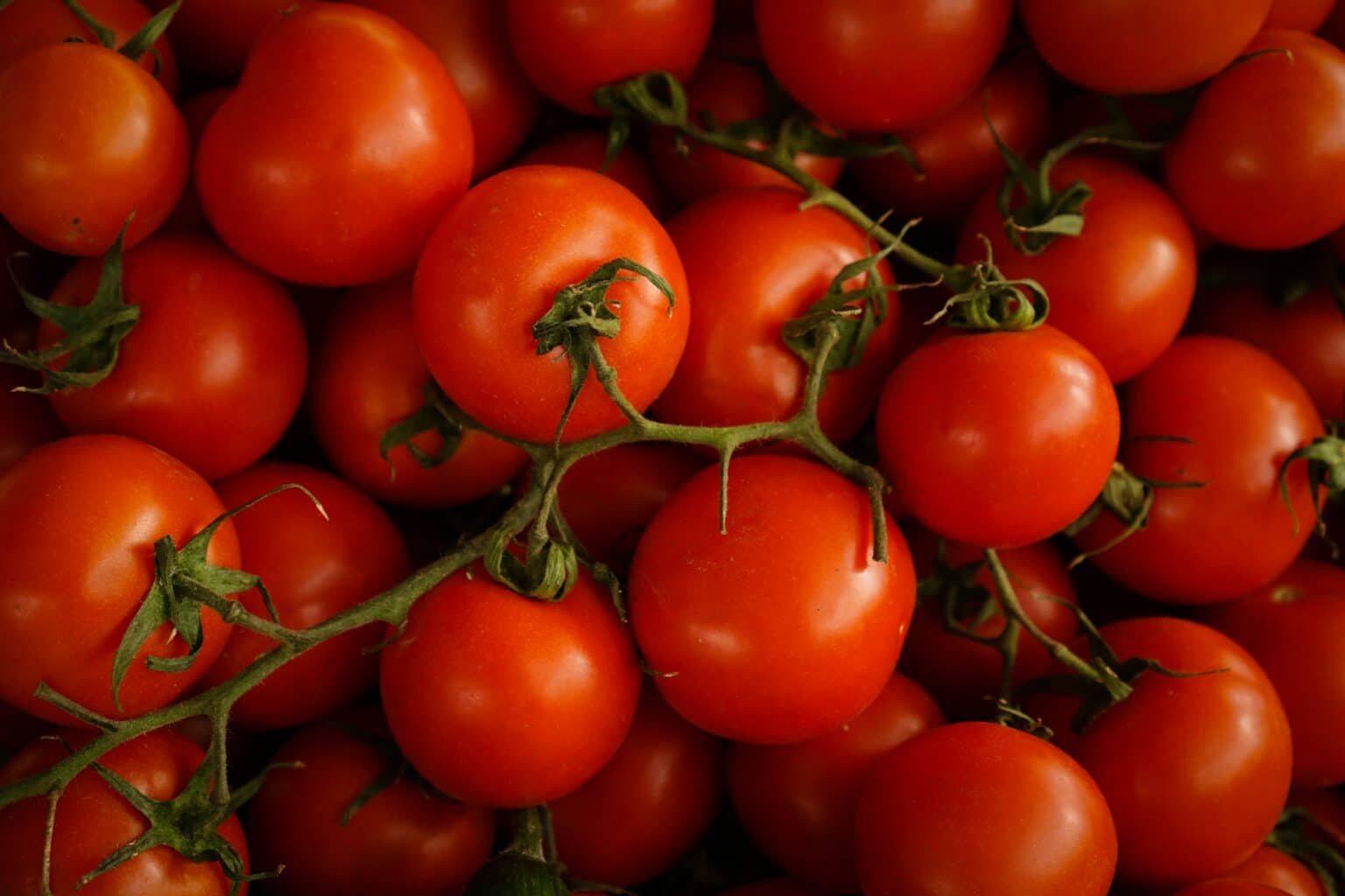 UK Health Officials Report Salmonella Outbreak Connected to Tomatoes