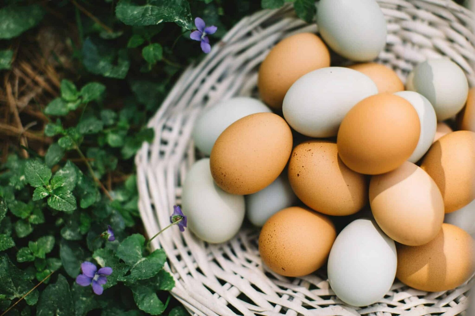 Salmonella in Peeled Eggs—Recalled Nationwide Salmonella in Peeled Eggs—Recalled Nationwide
