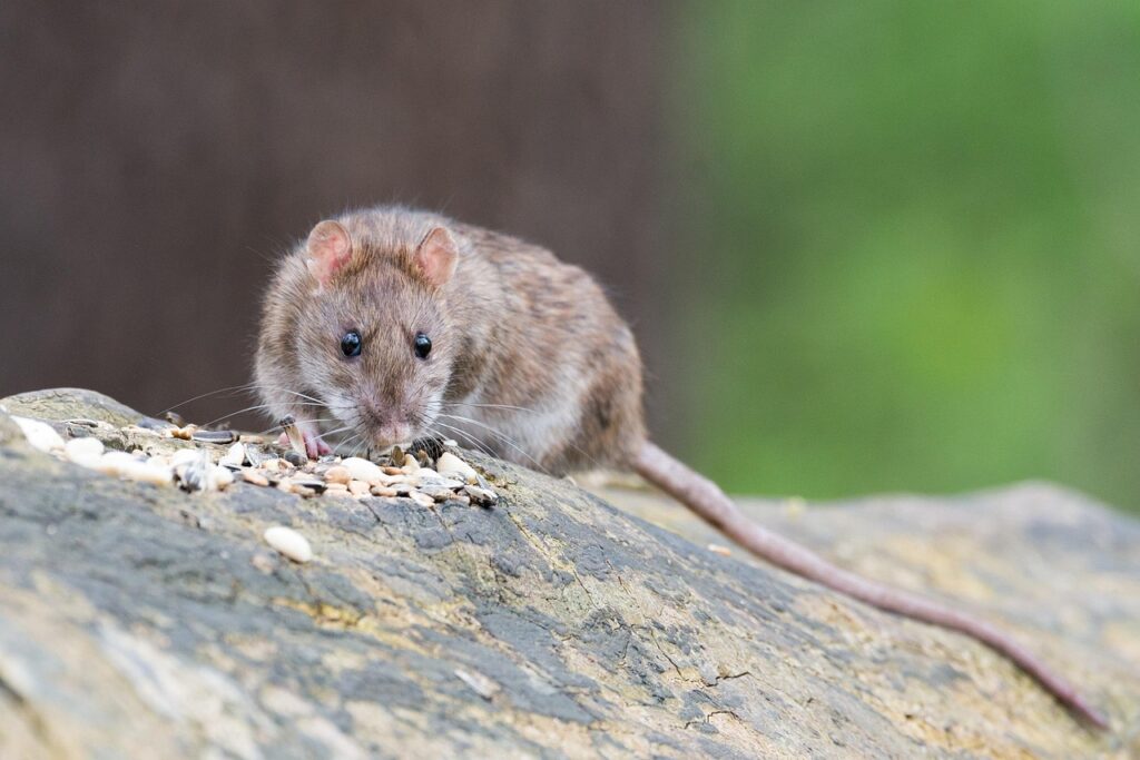 Urgent Alert: Rat Poisoning Suspected in Food Contamination in South-East Queensland