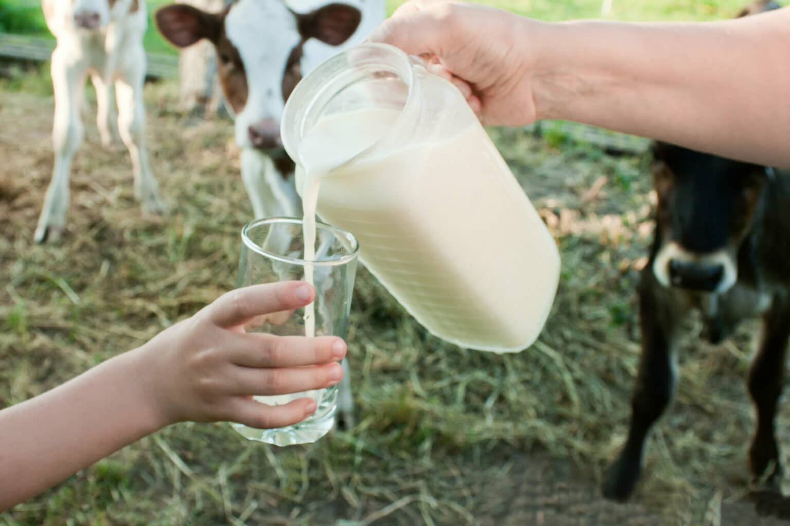The Raw Milk Debate: Navigating Tradition, Nutrition, and Public Health Risk The Raw Milk Debate: Navigating Tradition, Nutrition, and Public Health Risk