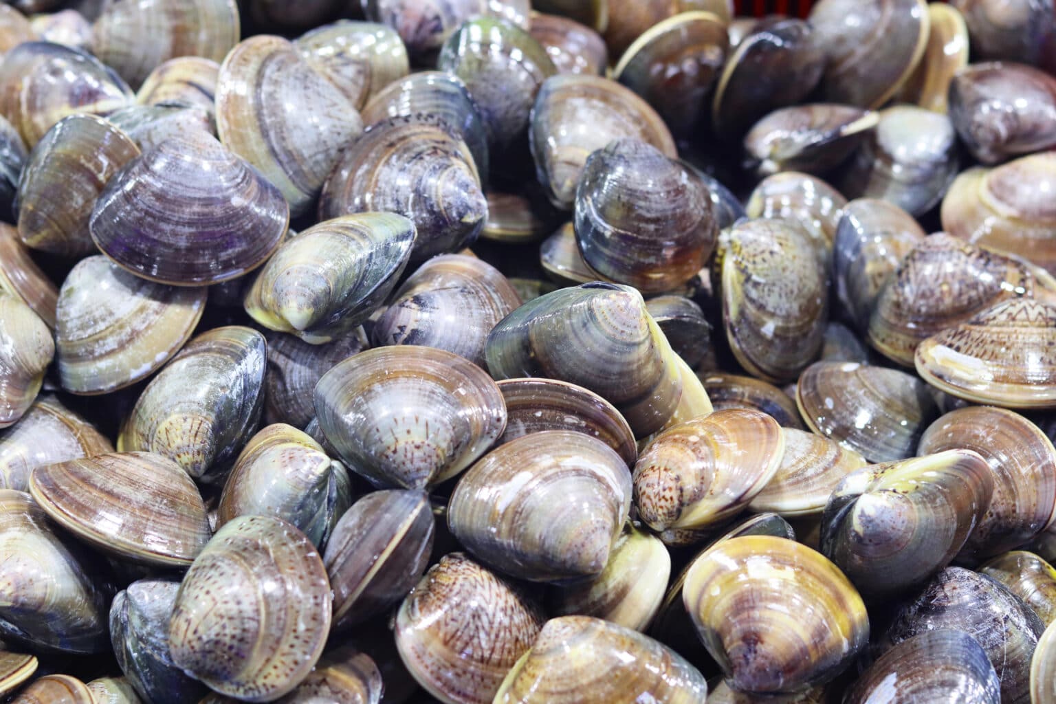 Hepatitis A Outbreak Tied to Ecuadorian Shell Meat Hepatitis A Outbreak Tied to Ecuadorian Shell Meat