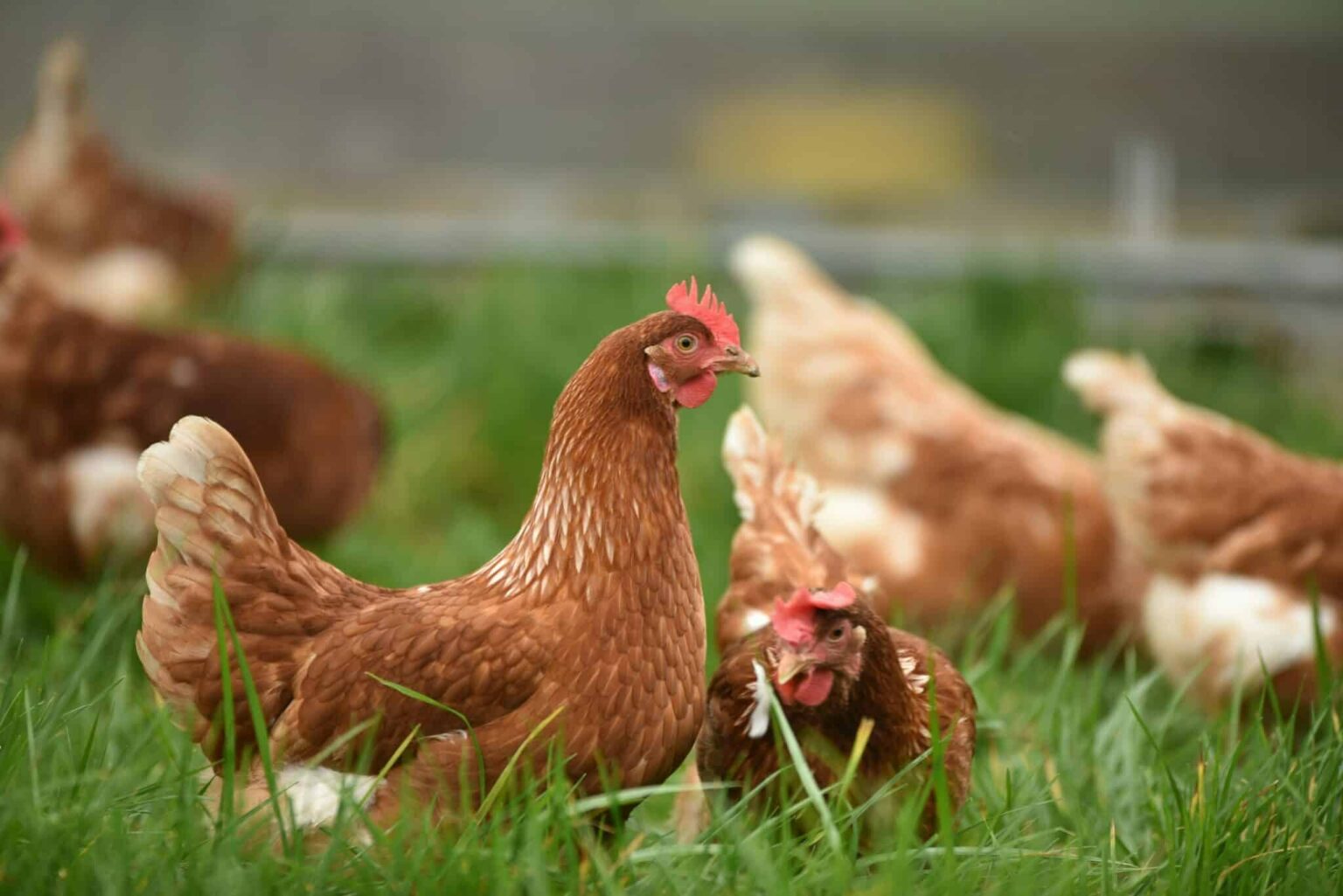 The Science Behind Food Poisoning: How Harmful Microbes Make Us Sick The Science Behind Food Poisoning: How Harmful Microbes Make Us Sick