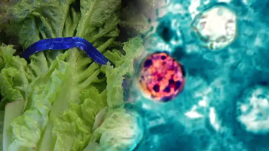 Beyond Taylor Farms and Taco Bell: Understanding Cyclospora Outbreaks That Remain Unlinked and Why Consumers Should Still Be Concerned Beyond Taylor Farms and Taco Bell: Understanding Cyclospora Outbreaks That Remain Unlinked and Why Consumers Should Still Be Concerned