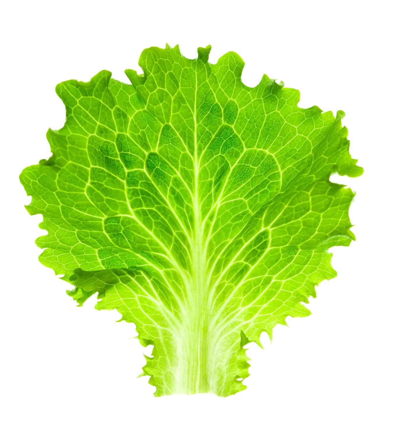 Why Cyclospora Sticks to Lettuce — and What Actually Stops It on the Farm