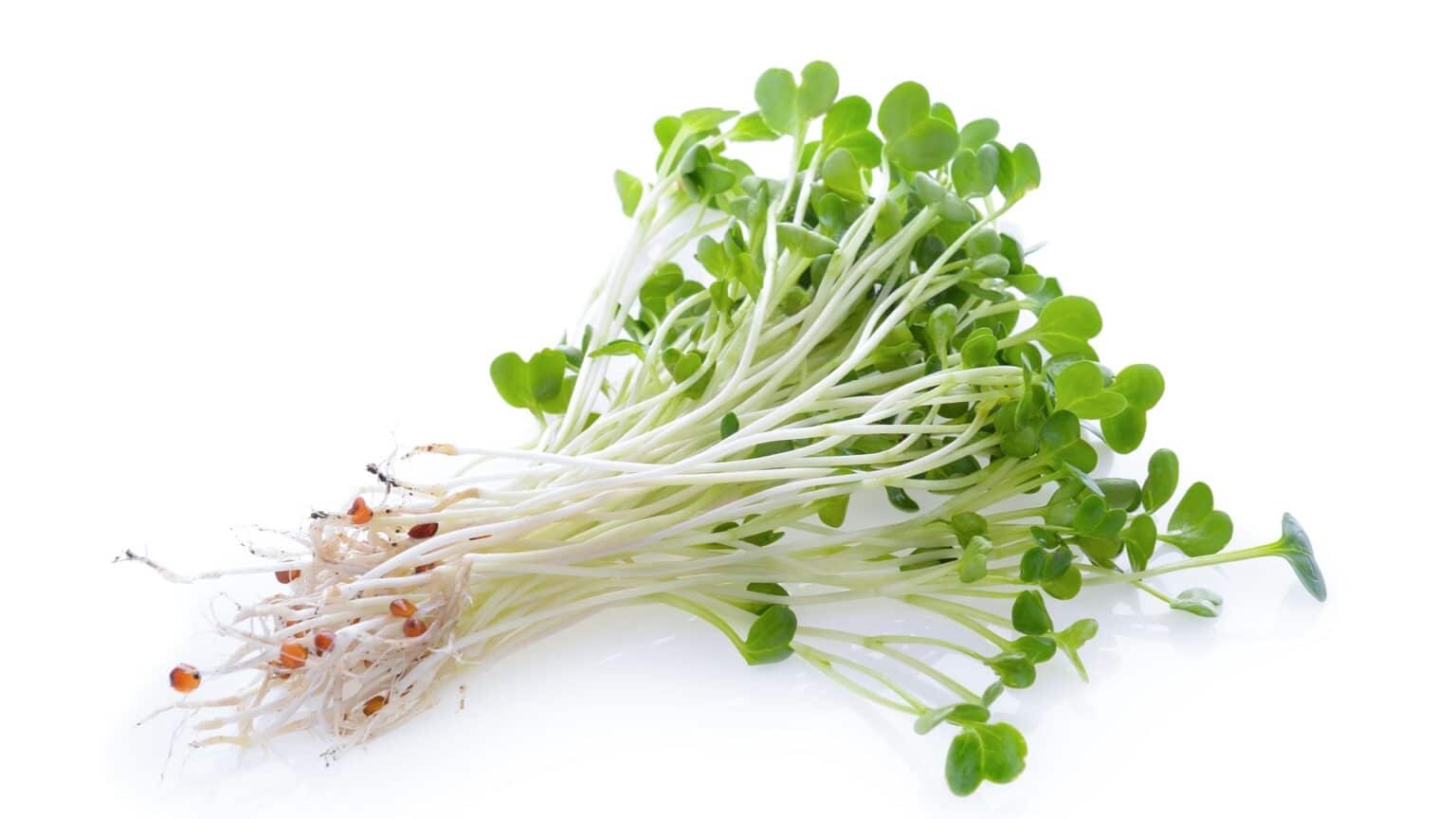 55 Sickened as FDA and CDC Investigate Multistate E. Coli and Salmonella Outbreak Linked to Alfalfa Sprouts