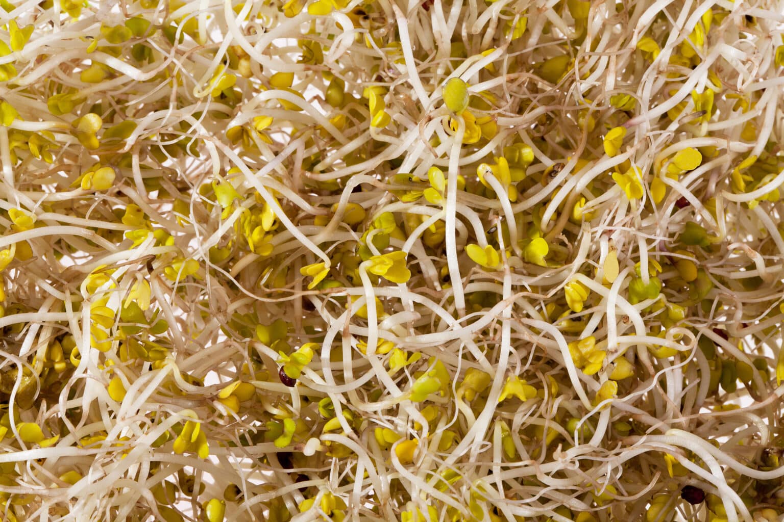 Salmonella Outbreak Tied to Evergreen Fresh Sprouts Broccoli Sprouts: What the FDA and State Health Agencies Have Reported So Far