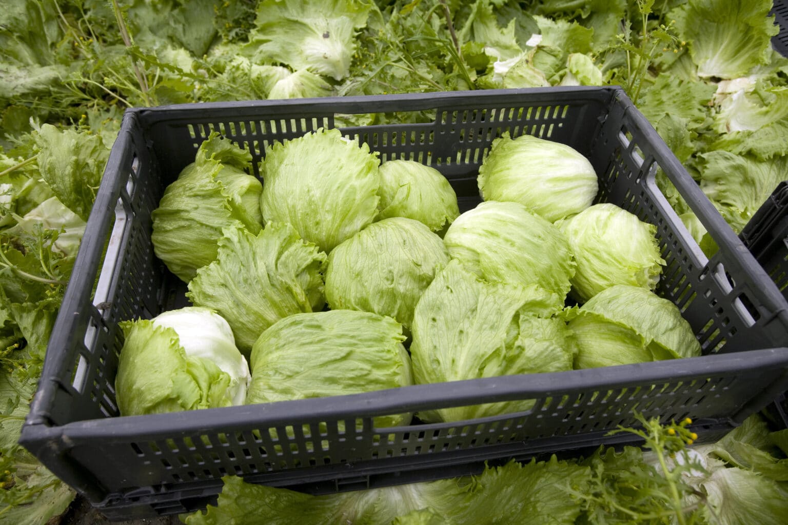 FDA, CDC Declare End to Largest Cyclospora Outbreak in U.S. History: Nearly 13,000 Sickened, 570 Hospitalized, 2 Deaths